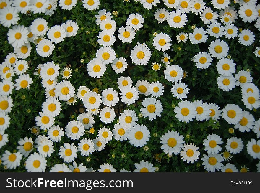 White daisies blooming in sunny day. White daisies blooming in sunny day