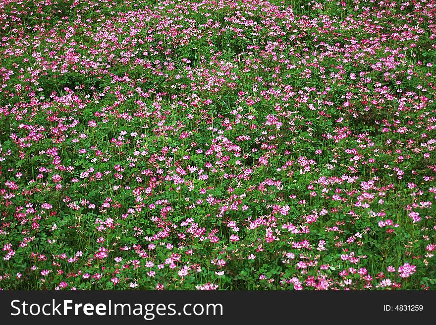 Clover field blooming with pink flowers. Clover field blooming with pink flowers