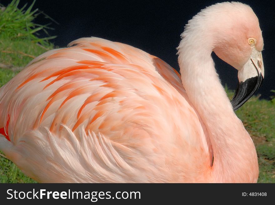 Closeup of pink flamingo as seen at the Phoenix Zoo in Arizona sitting on grass next to a lake. Closeup of pink flamingo as seen at the Phoenix Zoo in Arizona sitting on grass next to a lake