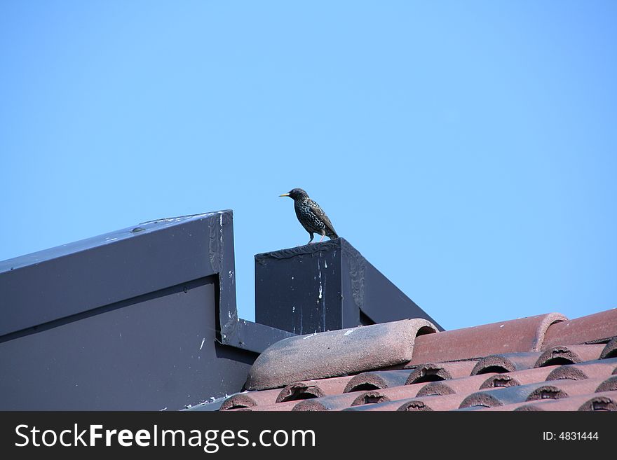 A bird on the roof