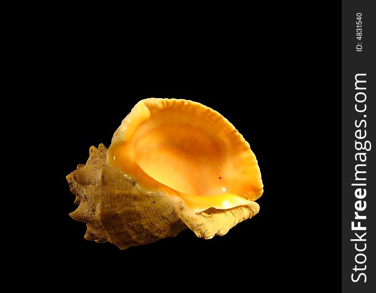 An isolated seashell on black background