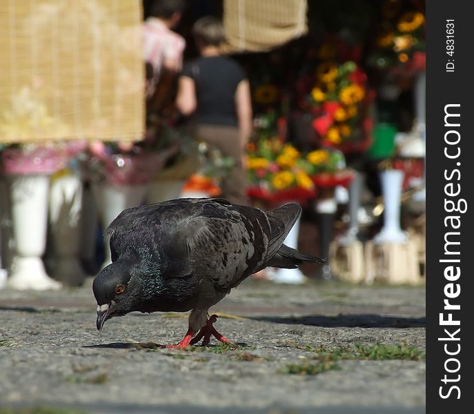 Gray pigeon standing on the sidewalk.