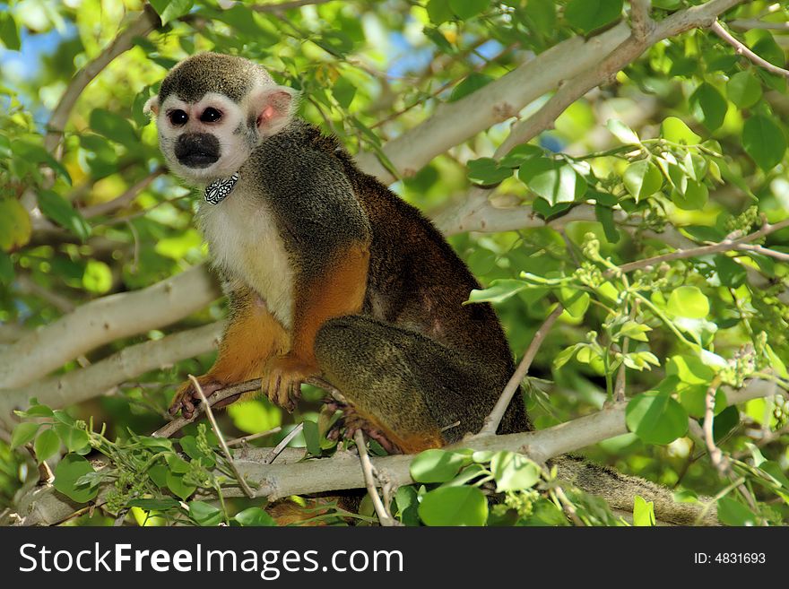 Squirrel  monkey in tree at the Phoenix Zoo in Arizona wearing a necklace. Squirrel  monkey in tree at the Phoenix Zoo in Arizona wearing a necklace
