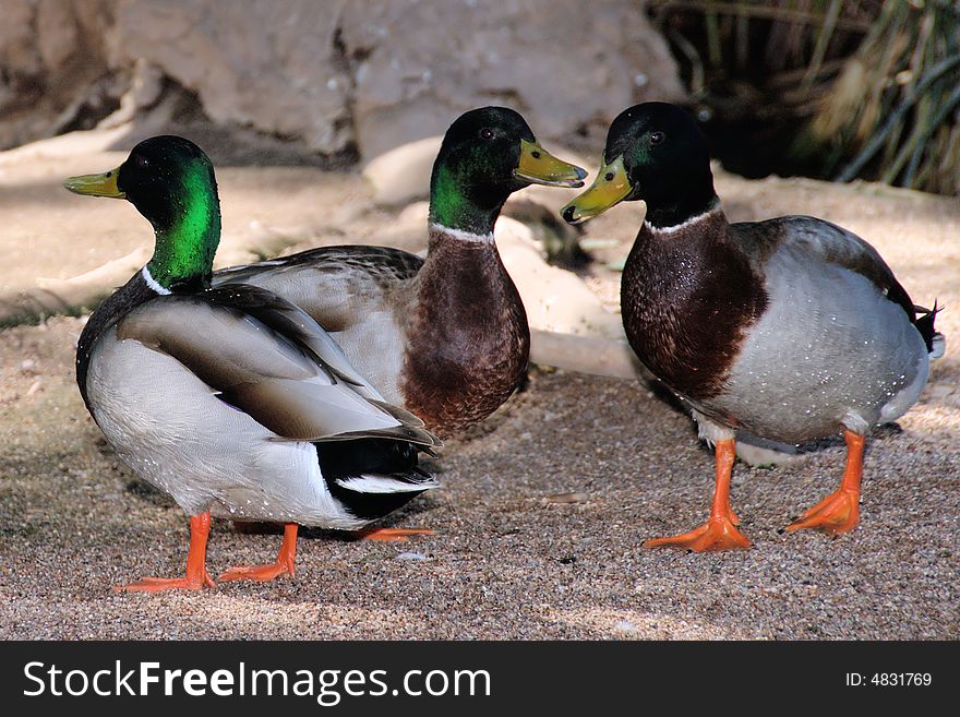 Three mallard ducks in active conversation at the Phoenix Zoo in Arizona