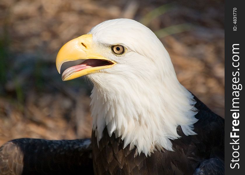 Bald eagle we found in Oklahoma.