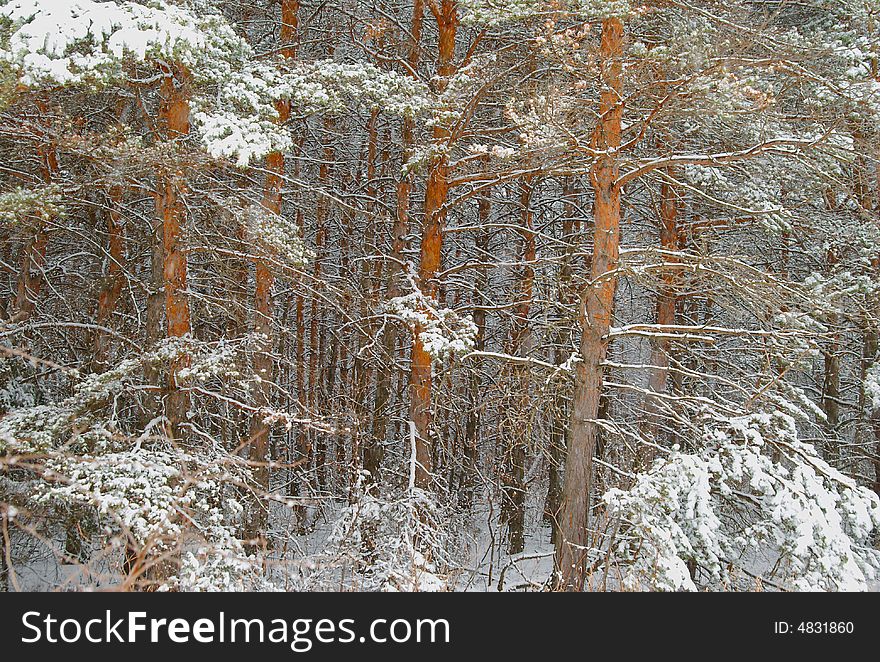 Pines in a snow storm, great puzzle. Pines in a snow storm, great puzzle