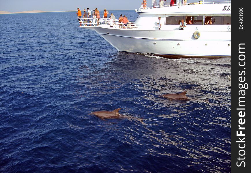 Two dolphins in the Red sea