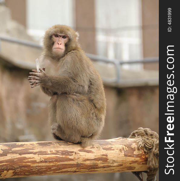 Japanese macaque in the moscow zoo