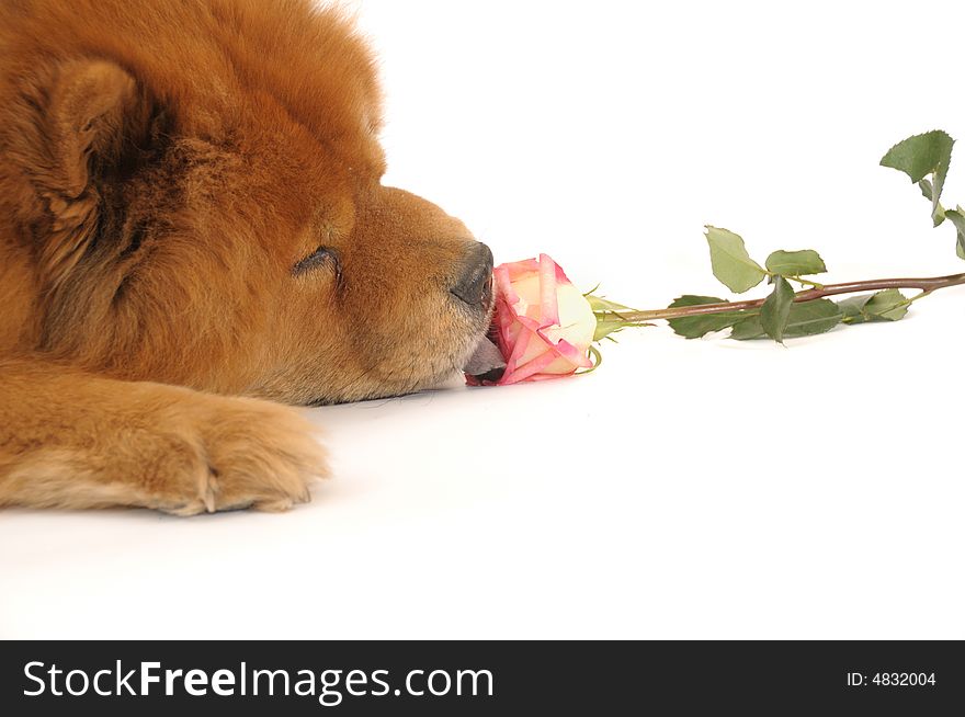 Chow-chow enjoying aroma of the rose, isolated on a white background
