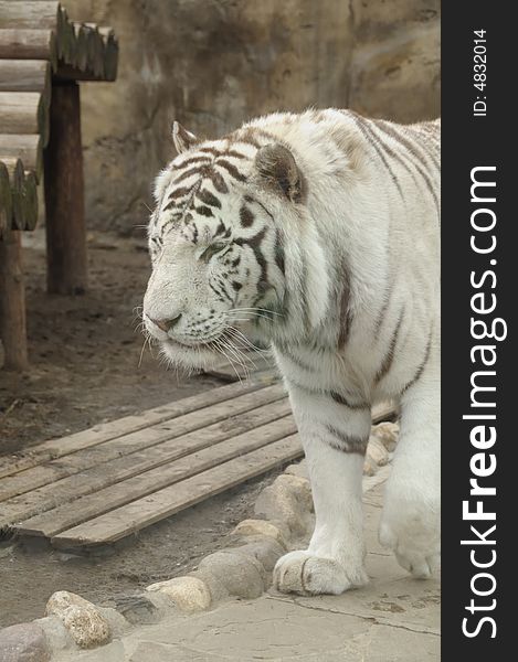 White bengal tiger in zoo