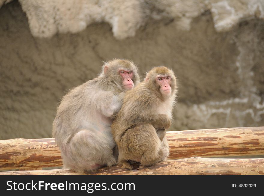 Japanese macaque in  the moscow zoo