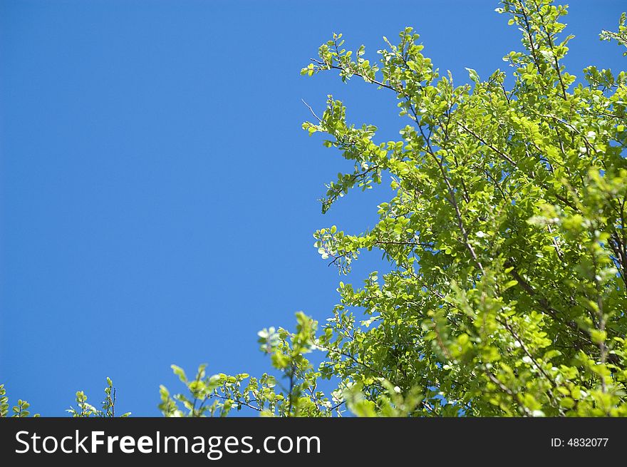 Saw a good opportunity for a bright green tree and a flawless blue sky. Saw a good opportunity for a bright green tree and a flawless blue sky.