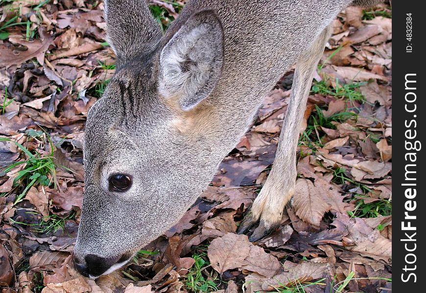 Young doe in the wood