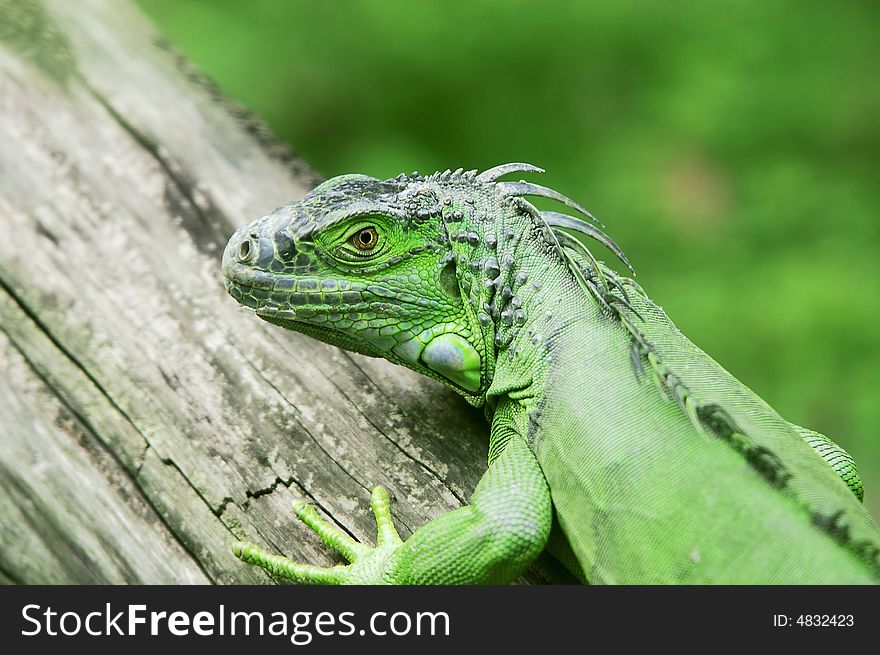 The lizard on the kraurotic wood. The lizard on the kraurotic wood