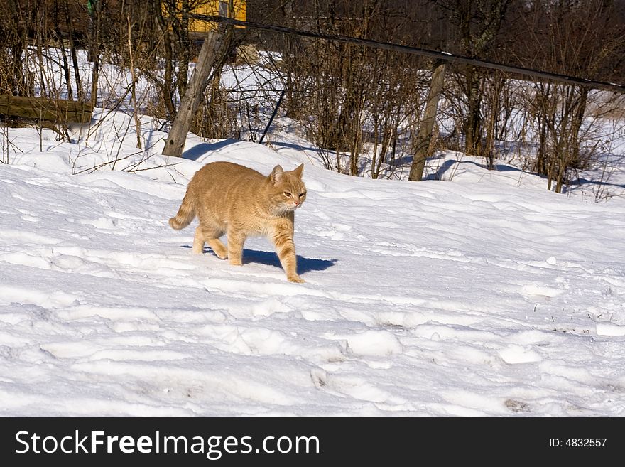 A red tabby cat is walking on the snow along the fence on a sunny winter day in the countryside. Background: hence, leafles bushes, yellow building (a bit)