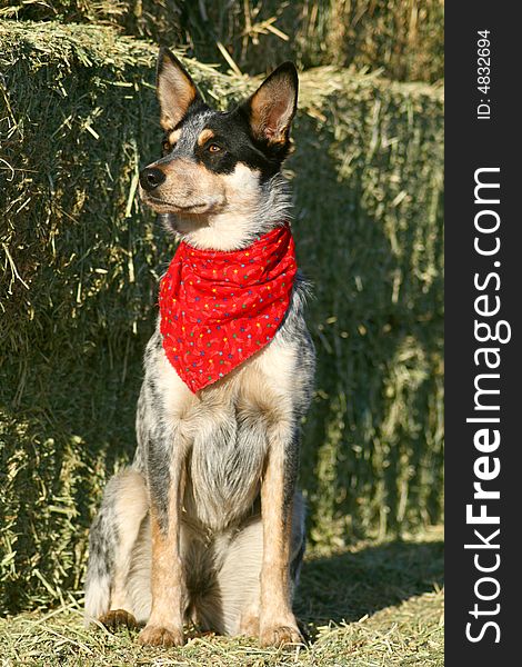 Blue Heeler puppy sporting a red bandanna on hay bales. Blue Heeler puppy sporting a red bandanna on hay bales