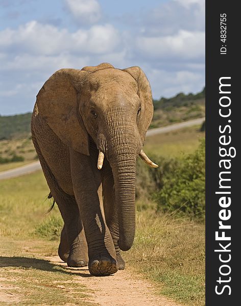 A Bull Elephant walks unflinching towards the photographer. A Bull Elephant walks unflinching towards the photographer