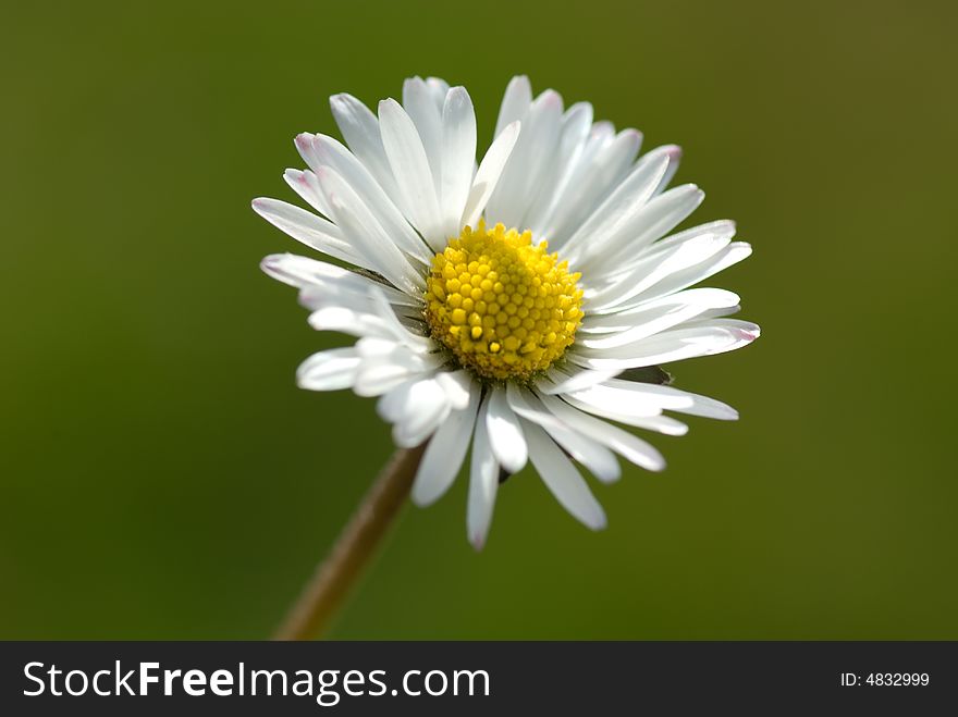 Detailed spring bloom daisy against background