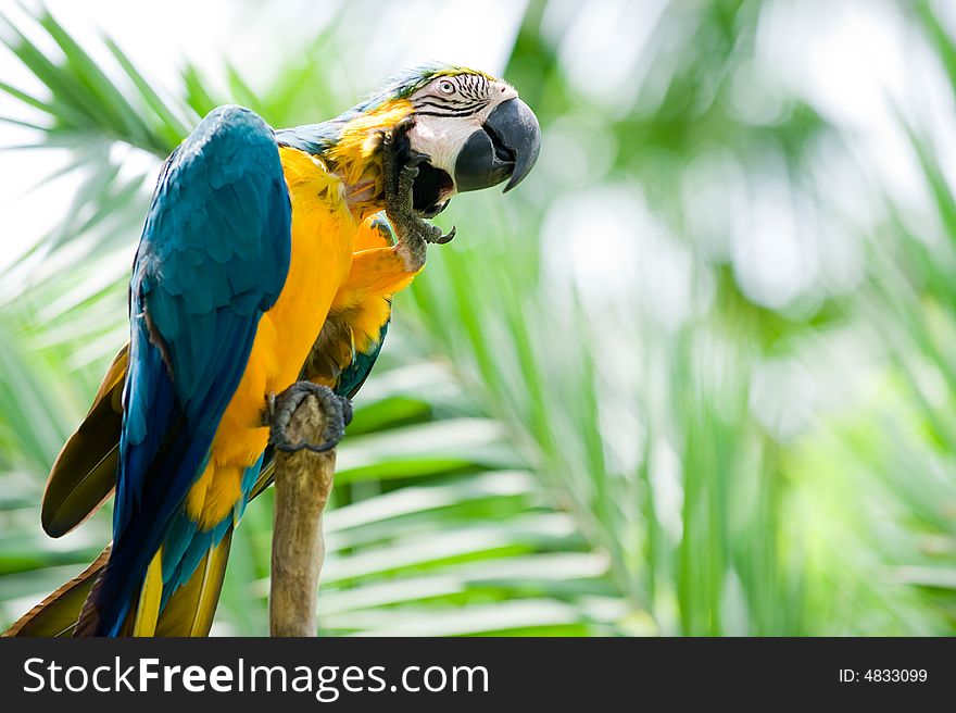 Medium shot photo of blue and yellow scarlet macaw