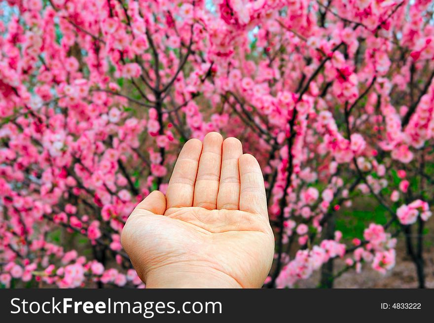 Hand Towards Cherry Blossom