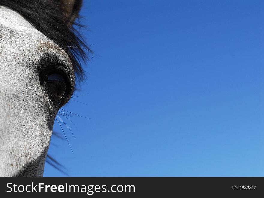 Partial face of horse, eye and jaw, against clear blue sky. Partial face of horse, eye and jaw, against clear blue sky.