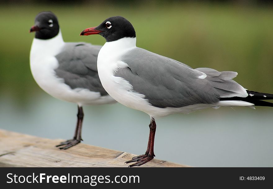 This is two seagulls on a peir in florida