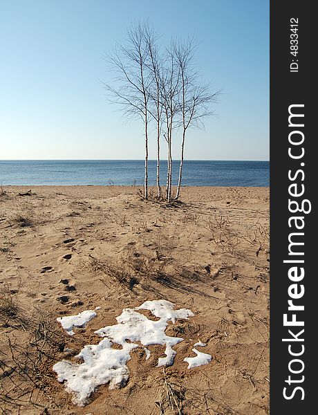 Five birches on Baltic seacoast.
