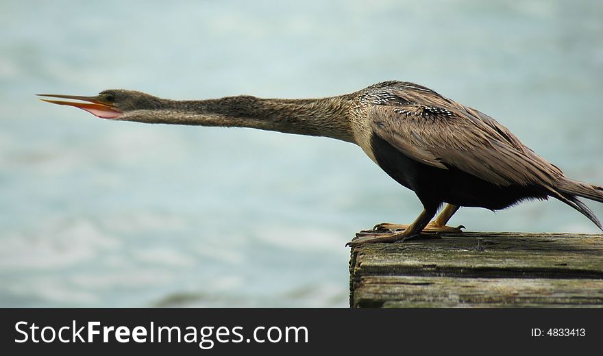 This is a snakebird or achinga in florida