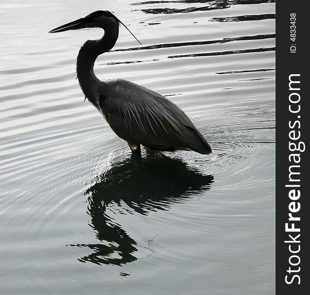 This is a lesser egret found in florida