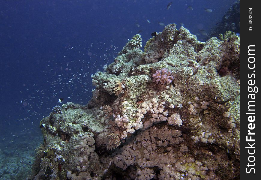 Coral reef scene with fish, coral and blue water