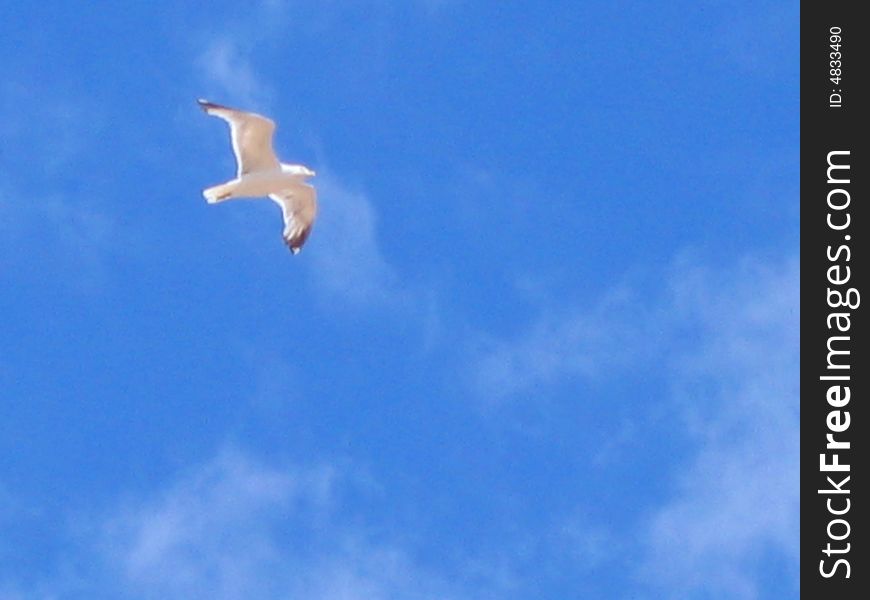 Seagull on the sky above Adriatic