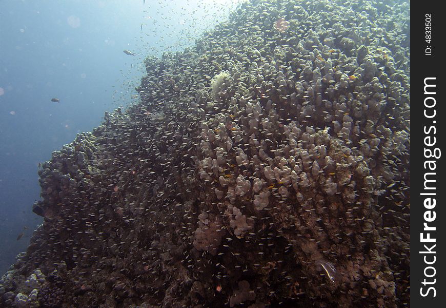 Coral reef scene with fish, coral and blue water