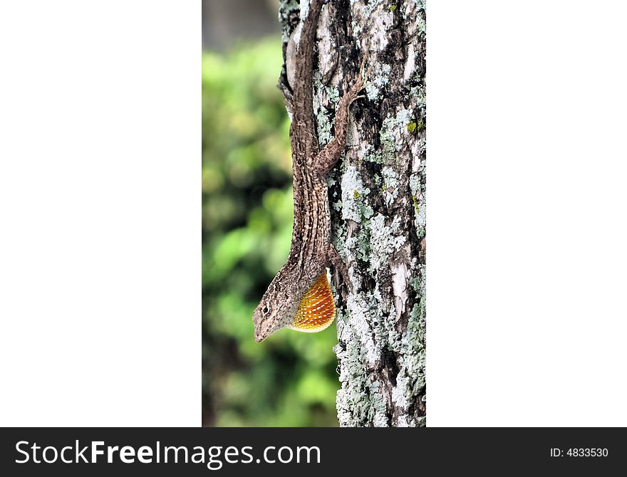 This is a anole or small lizard in florida