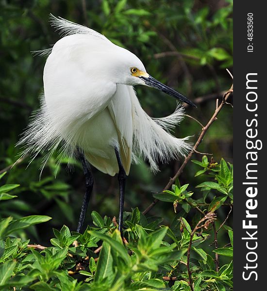 A snowy white egret turning his head to observe an activity. A snowy white egret turning his head to observe an activity.