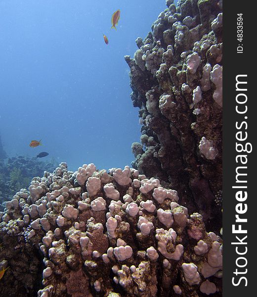Coral reef scene with fish, coral and blue water