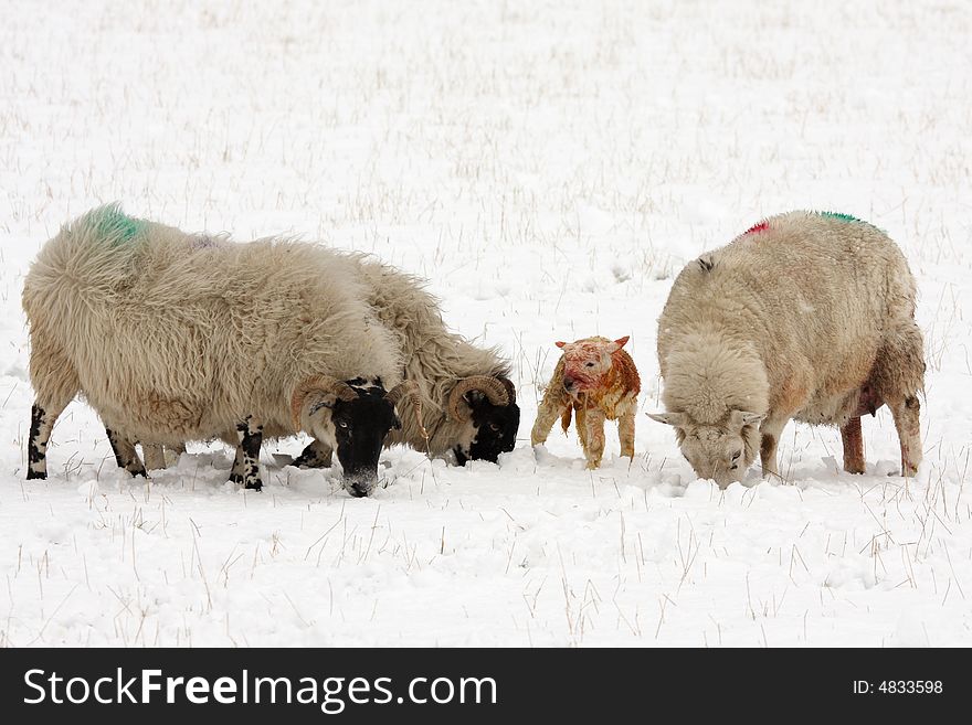 Sheep and newly born lamb in the snow, Aberdeen. Sheep and newly born lamb in the snow, Aberdeen