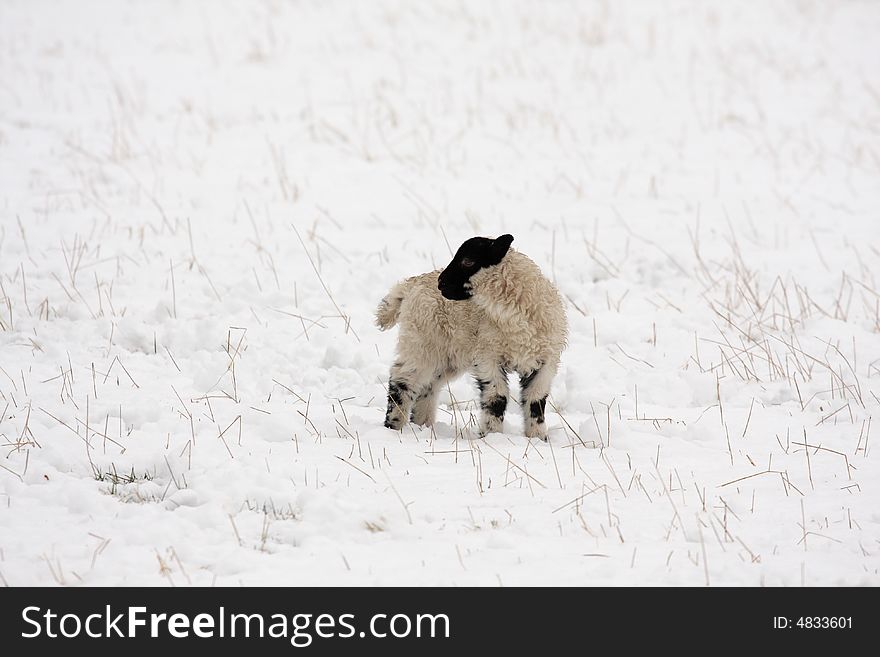 Black faced lamb in the snow