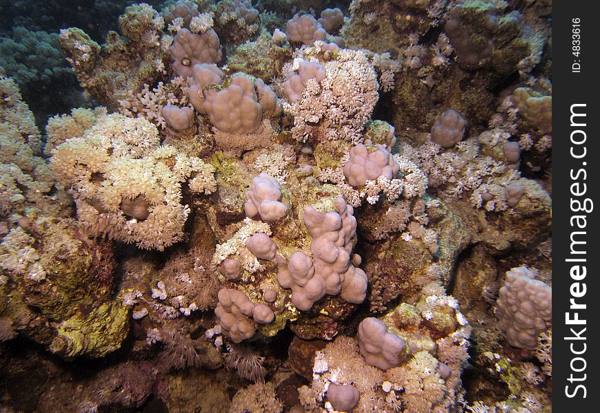 Corals growing on sea bed in tropical waters