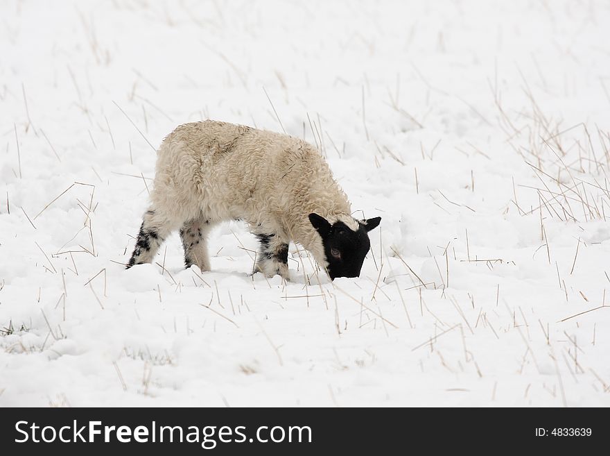 Black faced lamb in the snow