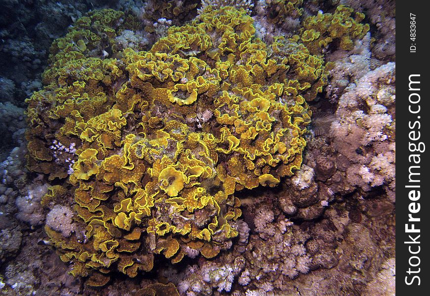 Corals Growing On Sea Bed