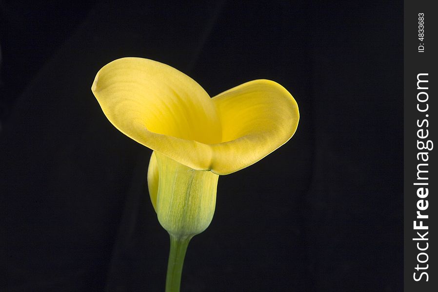 Sunlit yellow calla lily on black