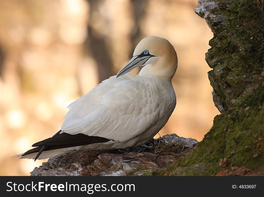 Gannet At Troup Head