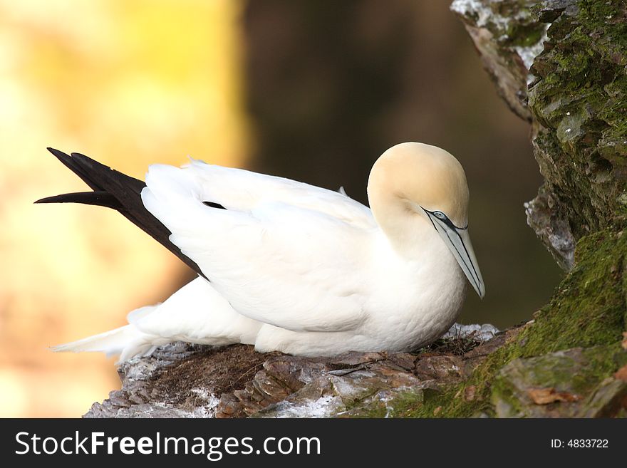 Gannet At Troup Head