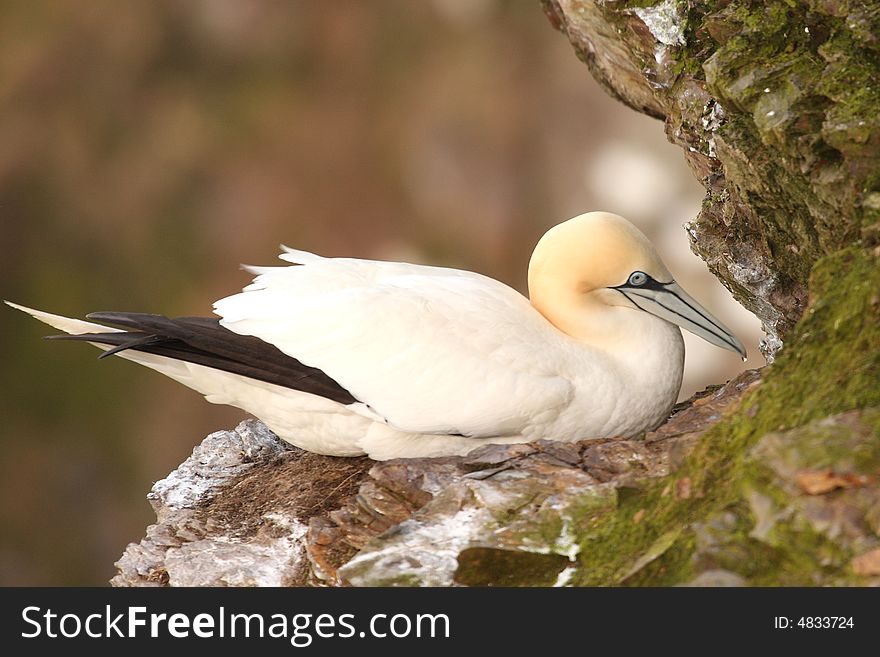 Gannet at Troup Head RSPB Reserve, Scotland