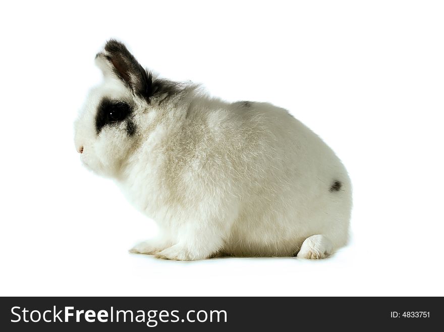 Small Rabbit