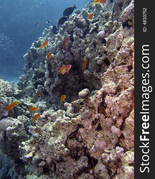 Coral reef scene with fish, coral and blue water