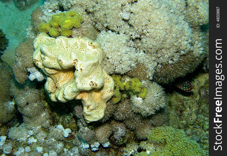 Coral reef scene with fish, coral