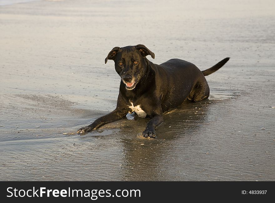 Dog Laying In Water At Beach