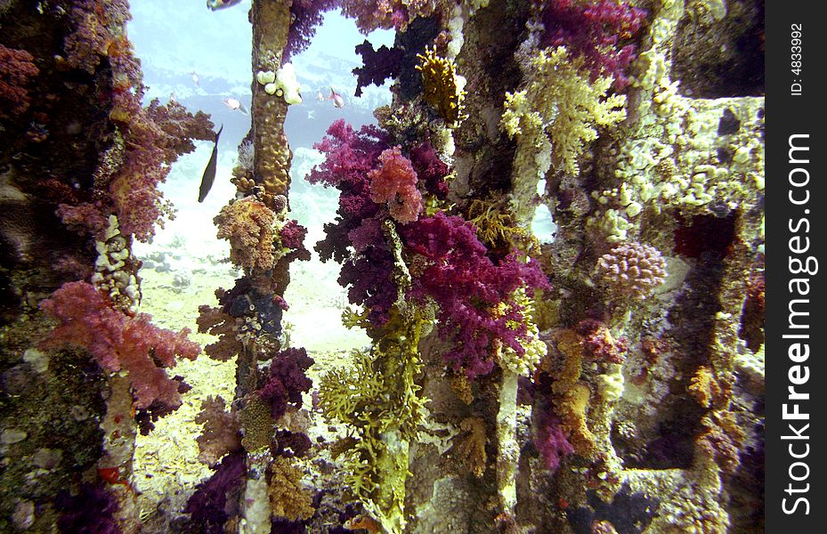 Corals growing on wreck remains
