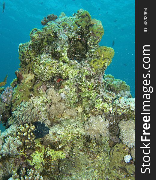 Coral reef scene with fish, coral and blue water